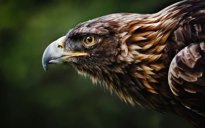 brown hawk Eastern Imperial Eagle nature animals birds animal themes 2k
