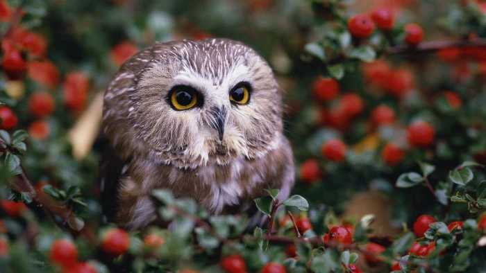 brown owl focus photography of gray surrounded by red berries 2k