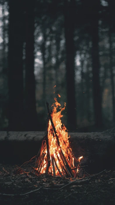 wood bonfire bun fire at the forest nature landscape portrait display