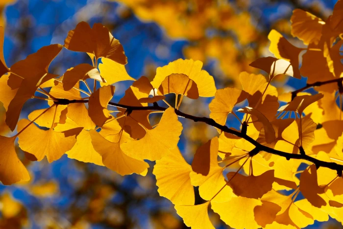 fall leaf tree season nature autumn ginkgo growth 2k
