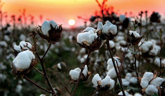 field sunset branches nature cotton fiber wool 2k