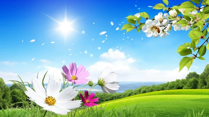 flower sky nature field meadow grassland daytime wildflower 2k