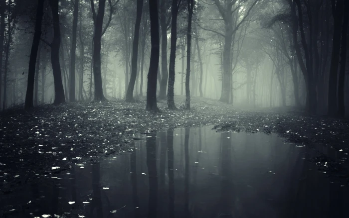 foggy forest mist nature trees puddle landscape water mystery 2k