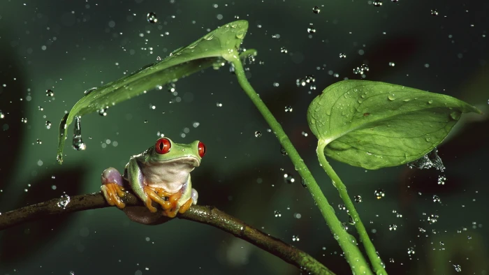 frog animals nature amphibian Red Eyed Tree Frogs water drops 2k