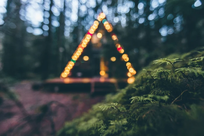 green leafed plant nature bokeh plants trees lights blurred 2k