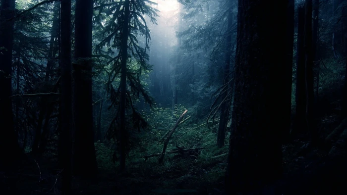 green leafed trees at daytime forest clearing 2k