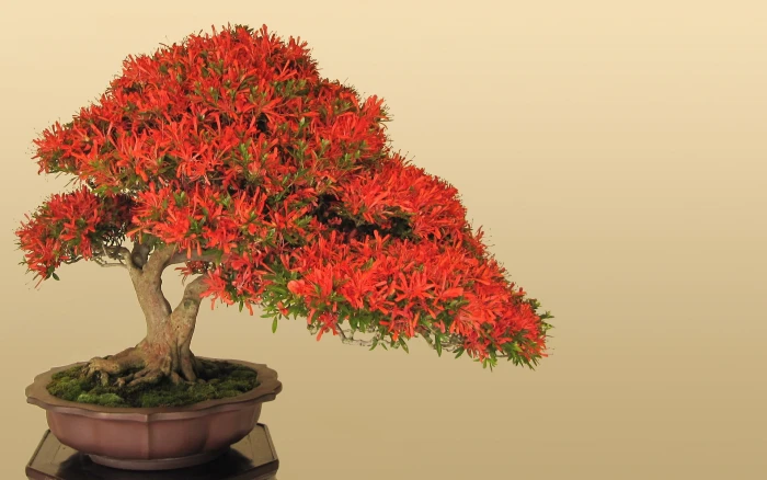 japan bonsai Nature Trees HD Art 2k