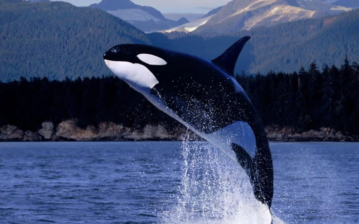 Killer Whale orca black and white whale animals nature wildlife 2k