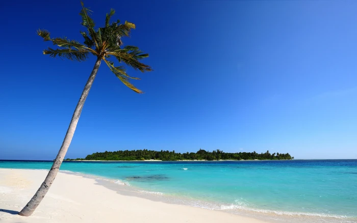 Maldivian Beach Background Images coconut palm beaches 2k