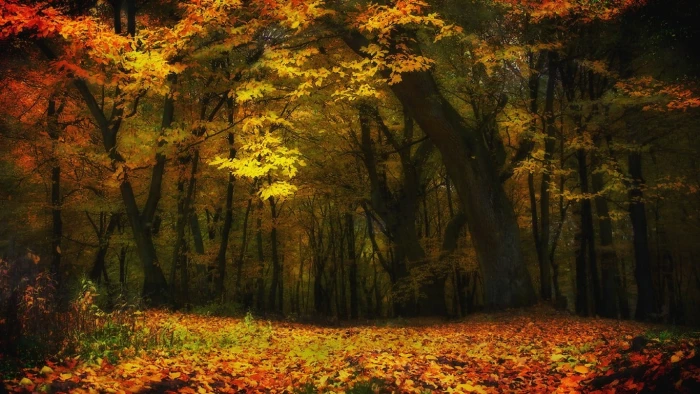 maple leaf tree nature landscape fall forest trees leaves