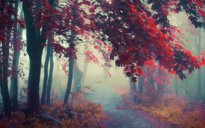 maple tree nature landscape path mist trees fall shrubs 2k