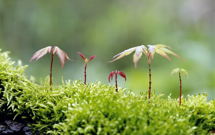 Pequenas Plantas vida natureza nature and landscapes 2k