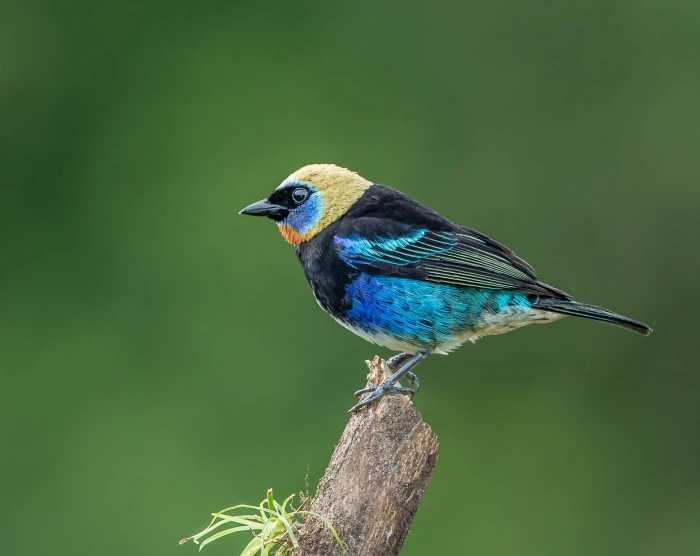 photography of blue black and yellow short beak bird tanager 2k