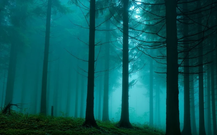pine trees forest mist nature turquoise plant land trunk 2k