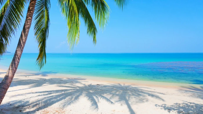 Scenery sea palm trees reflected beach desktop 2k