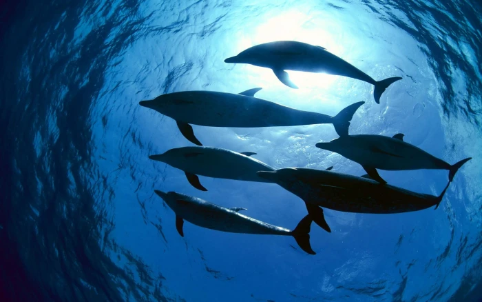 school of six dolphin photography sea water underwater animals 2k