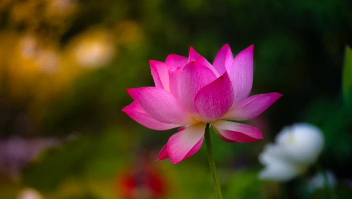 selective photography of pink Lotus flower nature lotus Water Lily 99 2k
