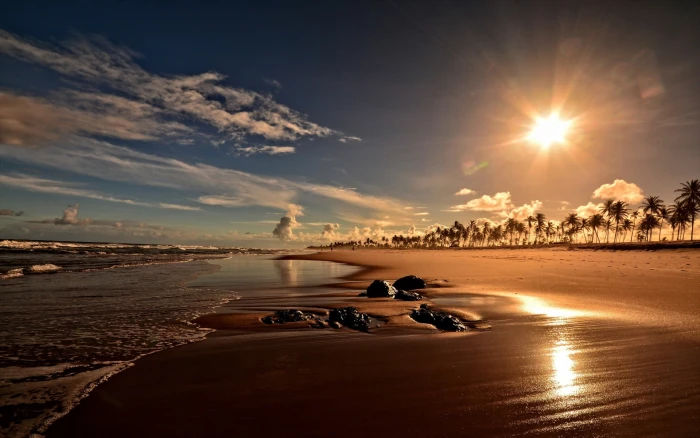 Sunset coast beach palm trees Bahia Brazil 2k