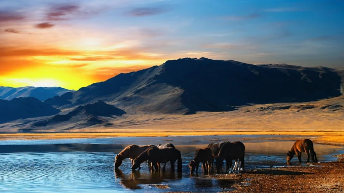 sunset drink wild horse mongolia asia nature lake evening 2k