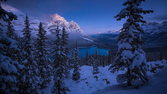 tree canada alberta banff national park peyto lake fir 2k