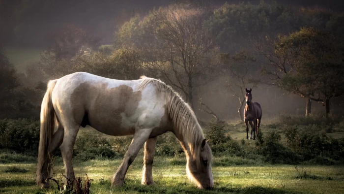 white and brown horse animals nature animal themes mammal 2k