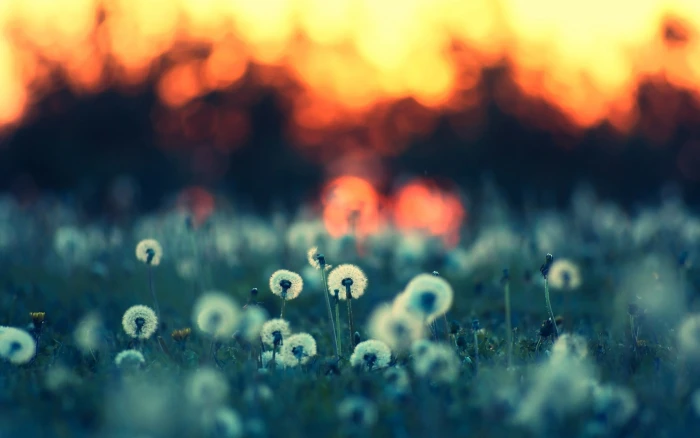 white dandelion seed heads bokeh photography grass 2k