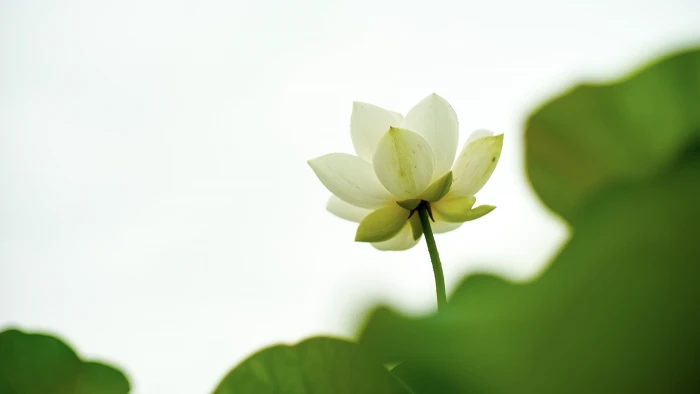 white flower with green leaves None Super Takumar 4 2k 4k 5k