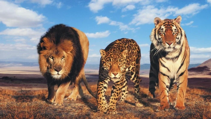 wild cats tiger lion big leopard eyes savanna animals 2k