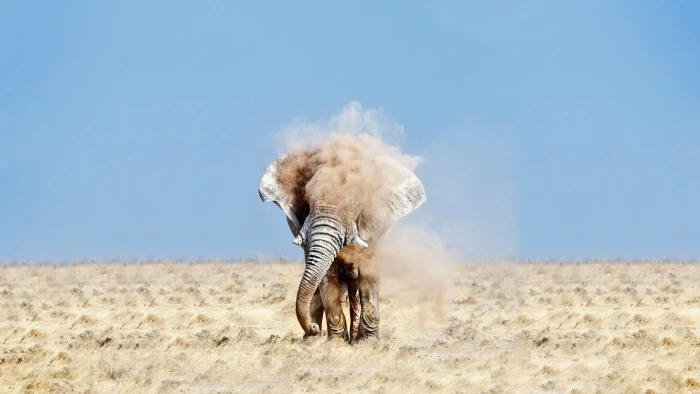 gray elephant nature wildlife desert dust animals safari Animals 2k