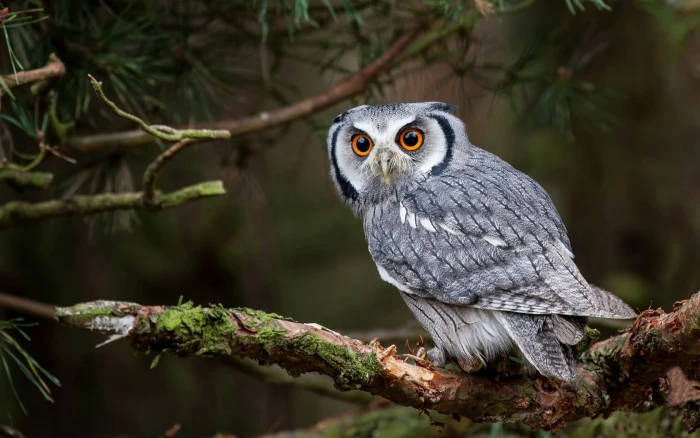gray and white owl birds branch animals one animal themes 2k
