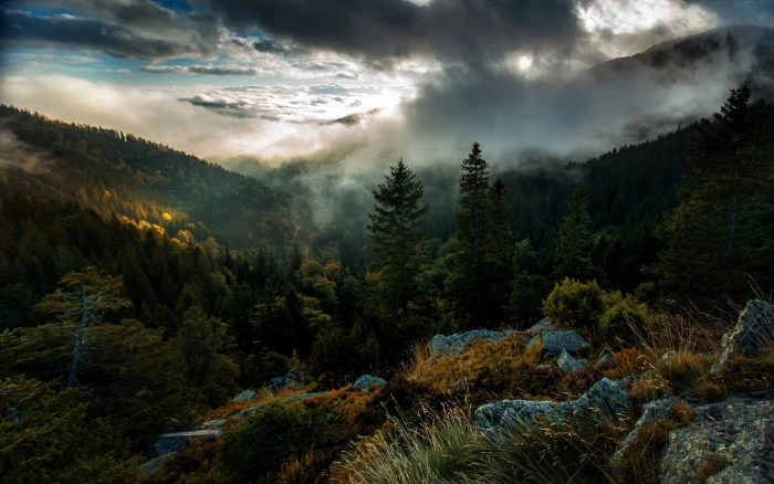 green leafed tree areal photography of forest nature landscape
