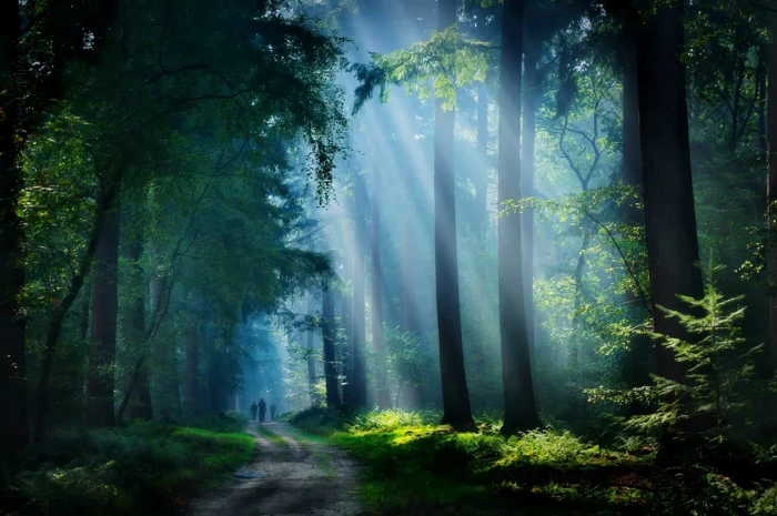 green leafed trees nature landscape forest dirt road sunbeams