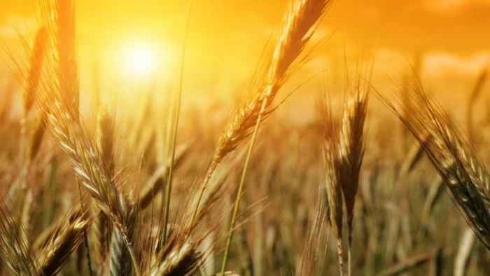 green rice grain nature plants sunlight wheat agriculture 2k