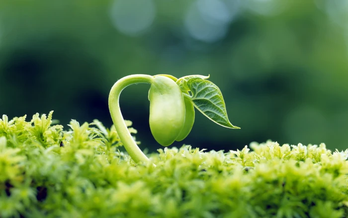 green seedling selective focus photography of leaf plant 2k