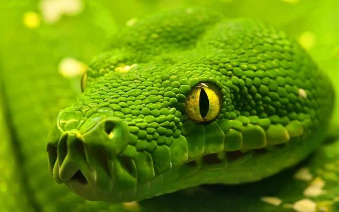 green viper snake closeup photography animals nature 2k