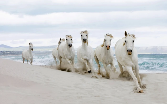 horse beach sand running animals white bright windy 2k