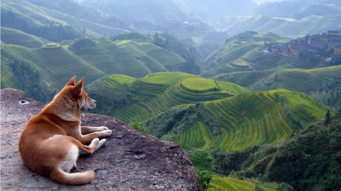 nature Animals Dogs HD Art