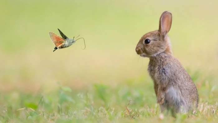 nature animals rabbits animal themes wildlife plant 2k