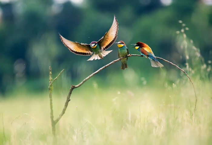 Nature Landscape Birds Colorful Flying Branch Bee Eaters Bokeh Animals 2k