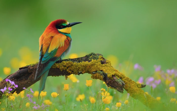 orange and green bird Birds Animal Bee Eater Branch Colorful 2k