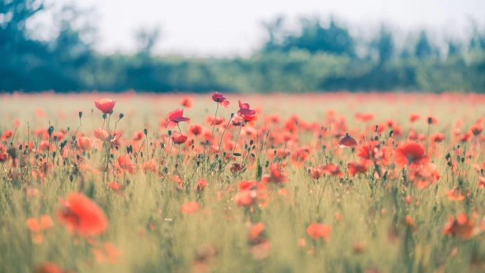 pink petaled flowers poppies nature field red plants 2k