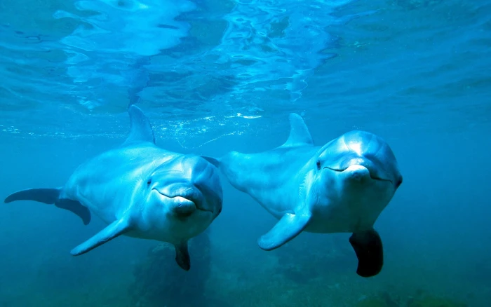 animals nature dolphin underwater blue sea 2k