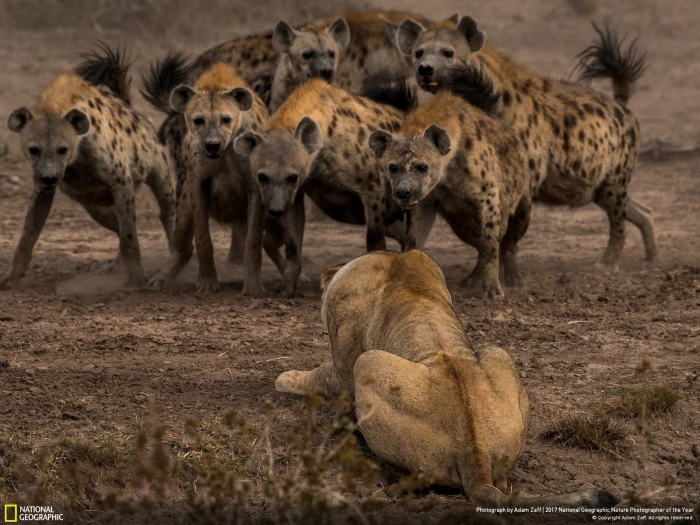 animals wildlife lion hyenas Year nature National Geographic 2k