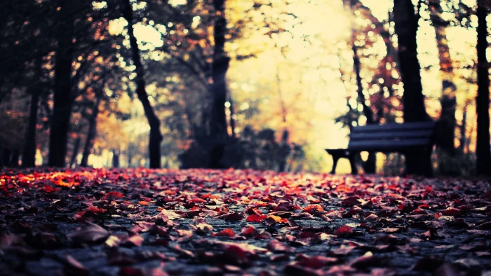 black wooden bench worm's eye view photography of brown dry leaves 2k