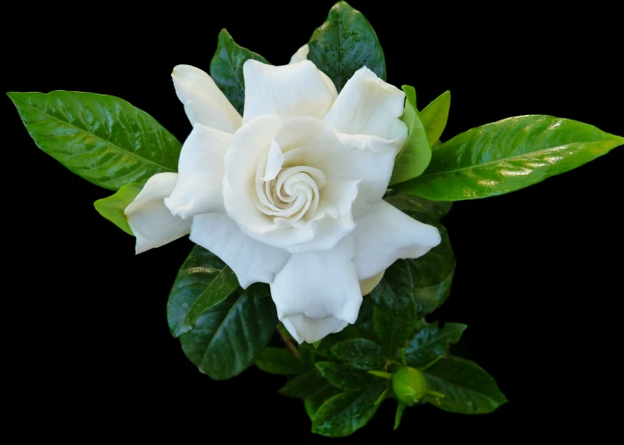 gardenia flower fragrant perfume nature leaf plant close up 2k 4k