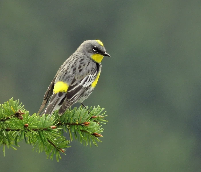 gray and yellow throated bird rumped warbler 2k