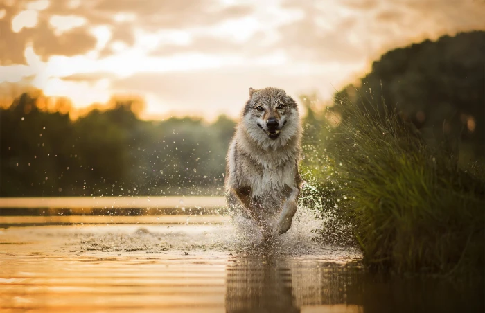 gray wolf running dog nature water animals animal themes 2k