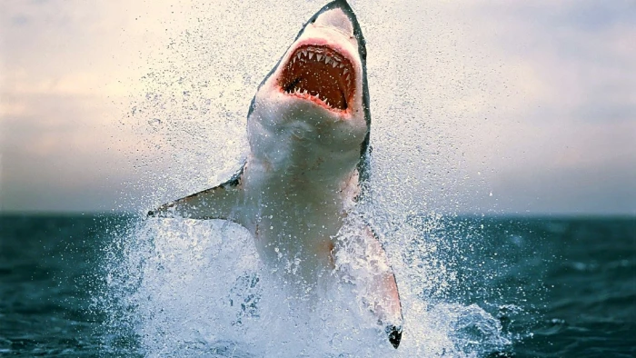 great white shark sea water nature splashing motion one person 2k