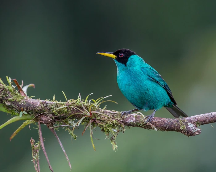 green bird perching on branch during daytime honeycreeper 2k