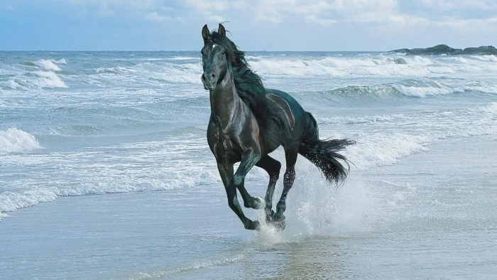 horse running beach sea water animal mammal themes 2k